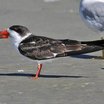 Black Skimmer